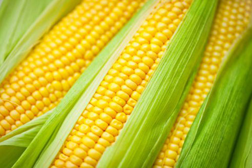 corn