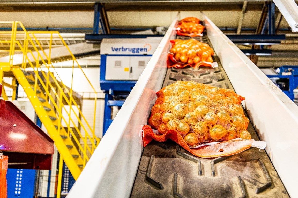 Conveyor belt transporting bags of onions